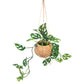 Kokodama 17cm Monstera Adansonii Monkey Leaf - Hanging The Horti House