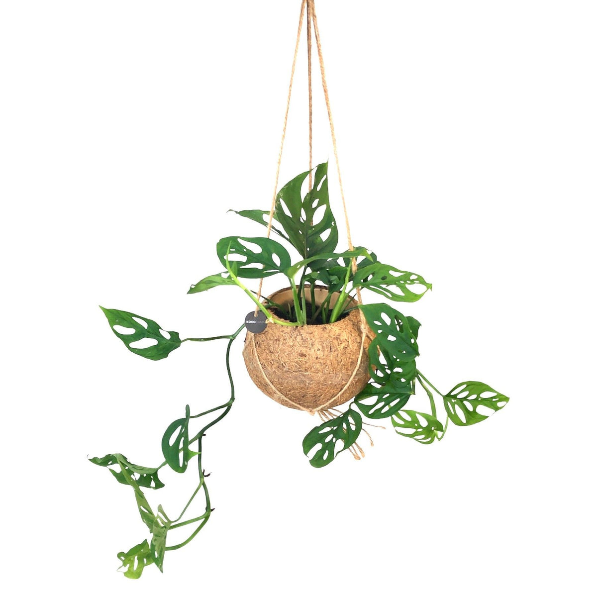 Kokodama 17cm Monstera Adansonii Monkey Leaf - Hanging The Horti House