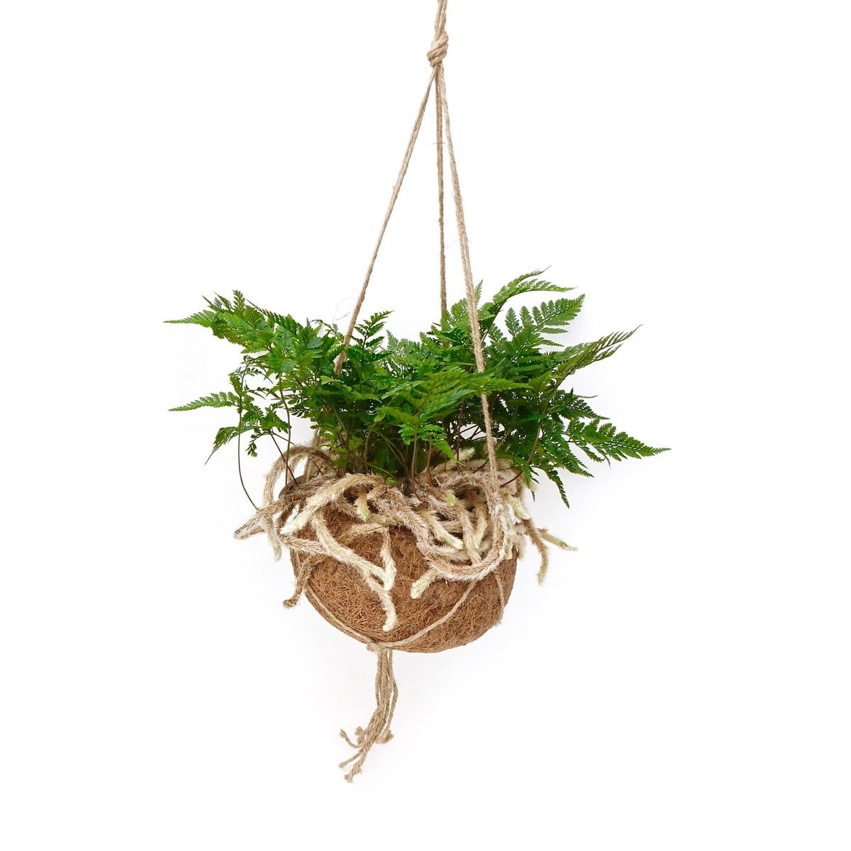 Kokodama 17cm Humata - Hanging The Horti House