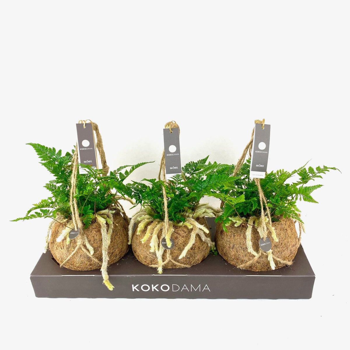 Kokodama 17cm Humata - Hanging The Horti House