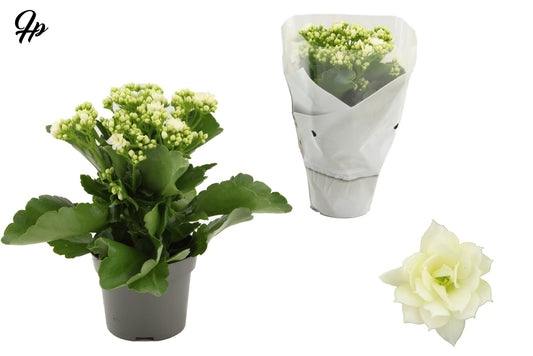 Kalanchoe 12cm Double White - Green Plant The Horti House