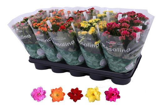 Kalanchoe 12cm Rosalina - Flowering The Horti House