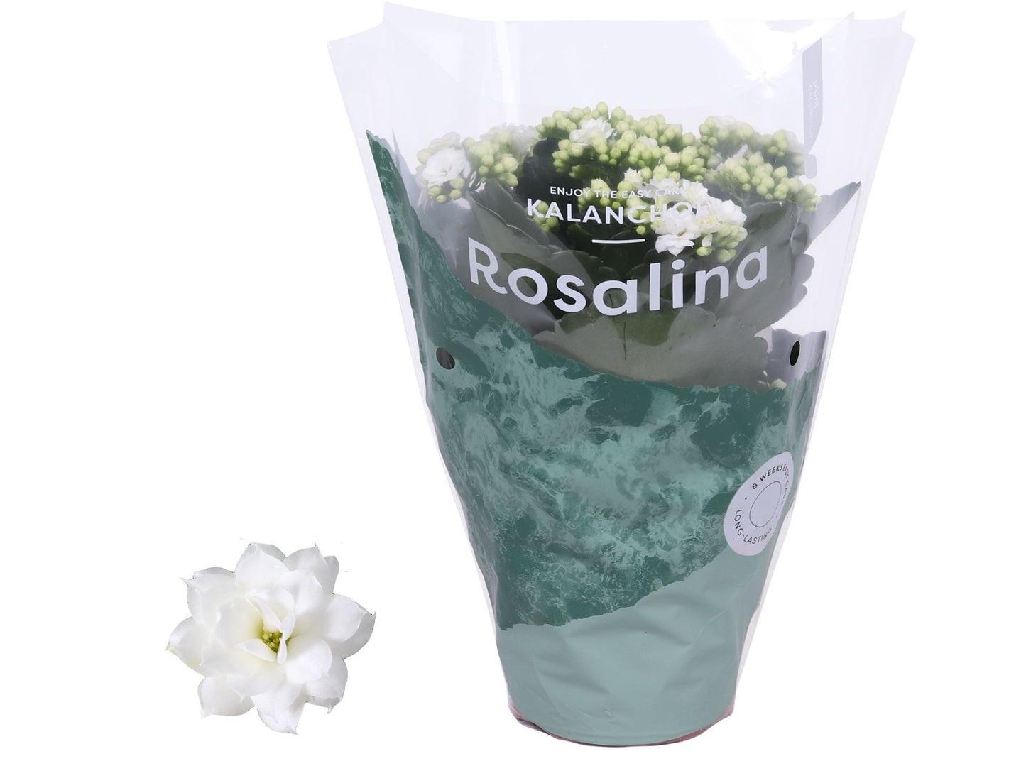 Kalanchoe 12cm Rosalina White