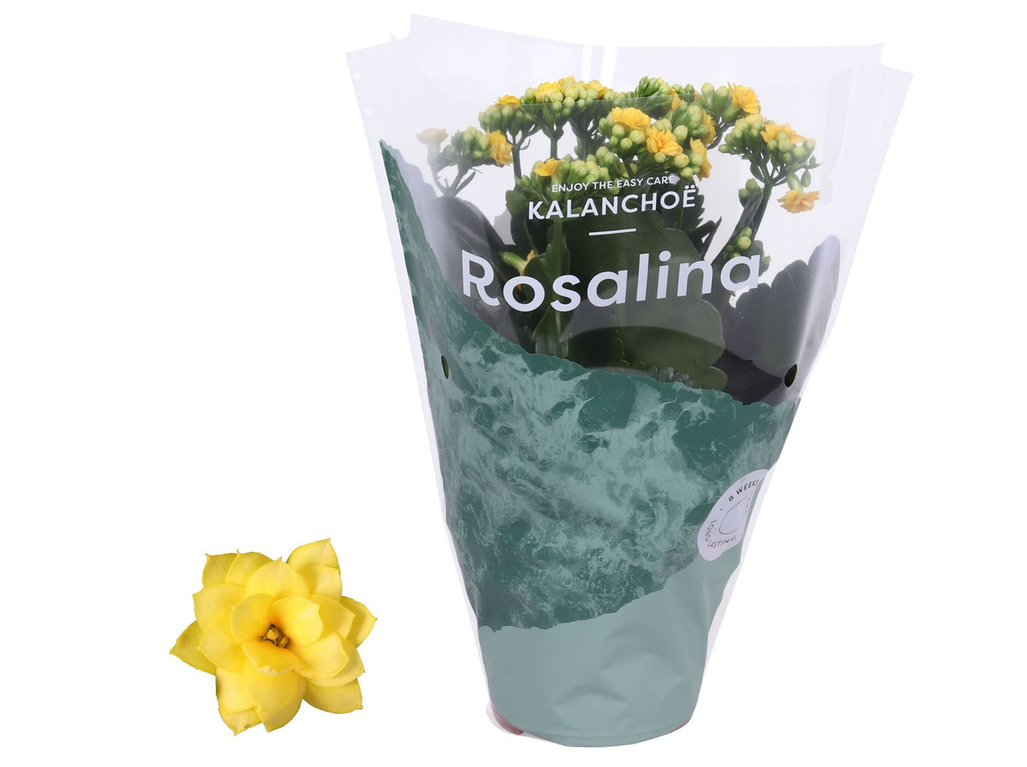 Kalanchoe 12cm Rosalina Yellow