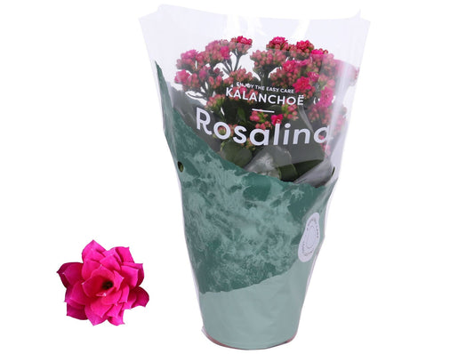 Kalanchoe 12cm Rosalina Purple - Flowering The Horti House