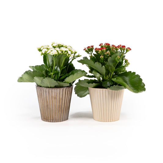 Kalanchoe 12cm in Christmas Ceramic - Flowering The Horti House