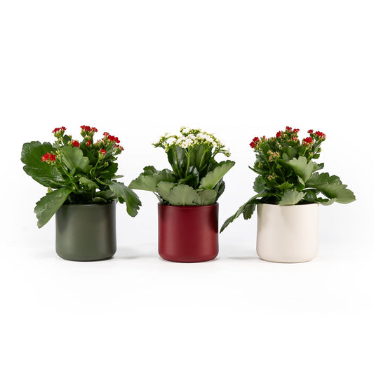 Kalanchoe 12cm in Festive Ceramic - Flowering The Horti House