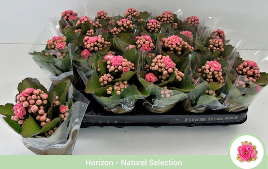 Kalanchoe 6cm Blossfeldiana Pink - Flowering The Horti House
