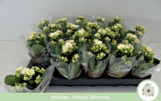 Kalanchoe 6cm Blossfeldiana White - Flowering The Horti House