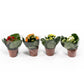 Kalanchoe 6cm Double Mix - Flowering The Horti House