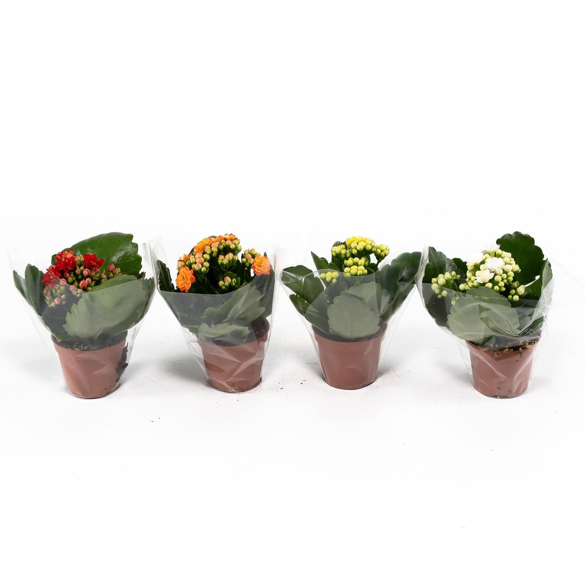 Kalanchoe 6cm Double Mix - Flowering The Horti House