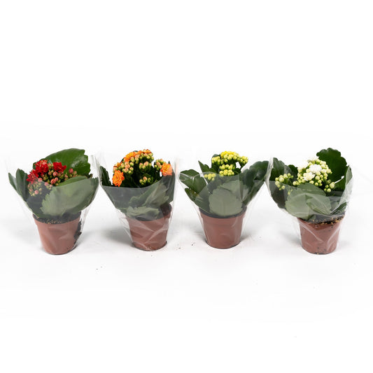 Kalanchoe 6cm Double Mix - Flowering The Horti House