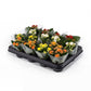 Kalanchoe 6cm Double Mix - Flowering The Horti House