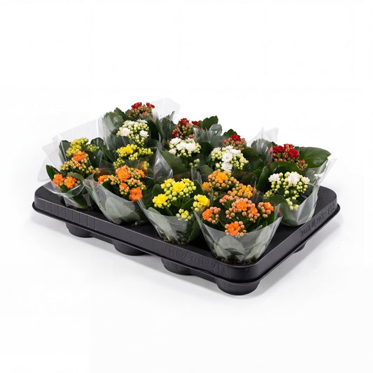 Kalanchoe 6cm Double Mix - Flowering The Horti House