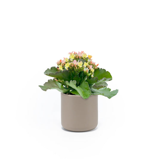 Kalanchoe 9cm Discodip in Cambridge Ceramic - Flowering The Horti House