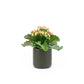 Kalanchoe 9cm Discodip in Cambridge Ceramic - Flowering The Horti House