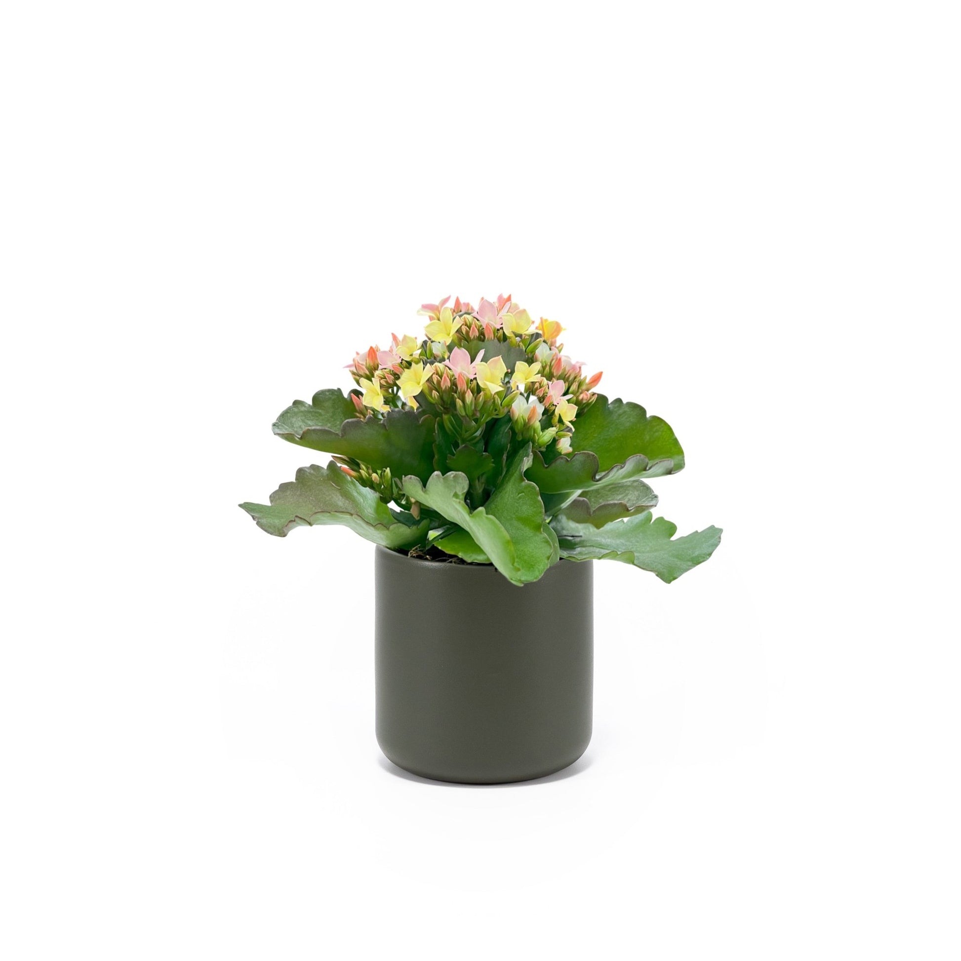 Kalanchoe 9cm Discodip in Cambridge Ceramic - Flowering The Horti House