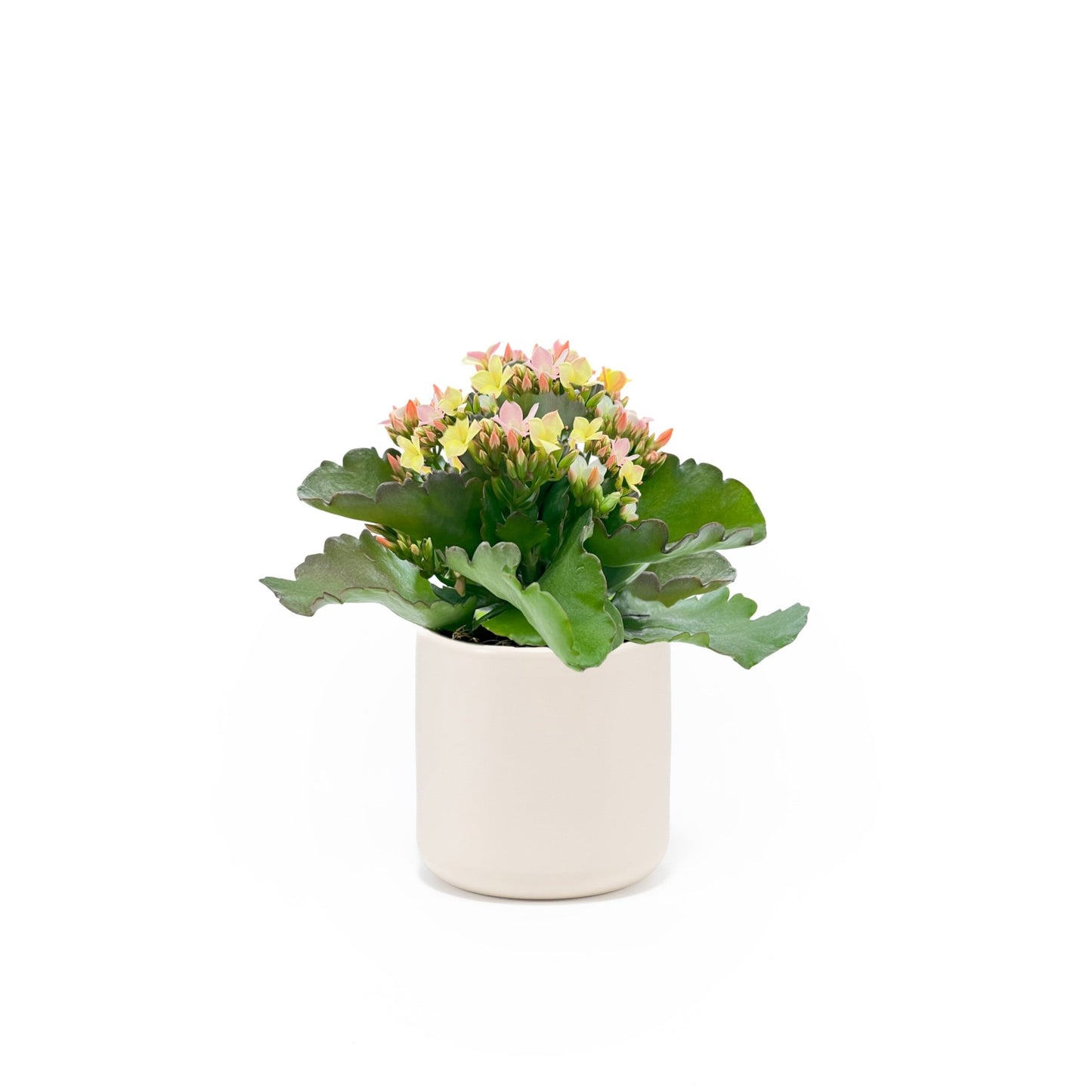 Kalanchoe 9cm Discodip in Cambridge Ceramic - Flowering The Horti House