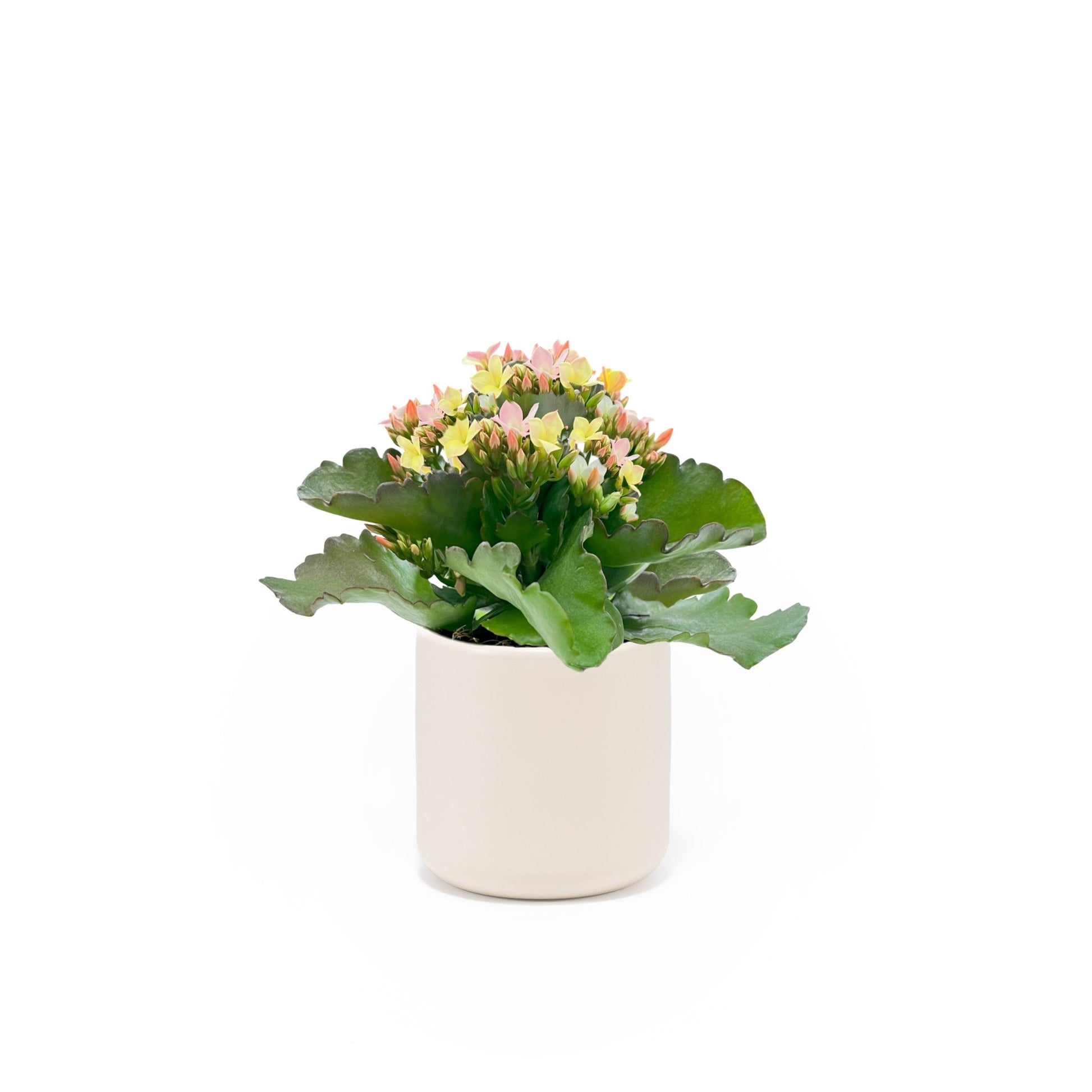 Kalanchoe 9cm Discodip in Cambridge Ceramic - Flowering The Horti House
