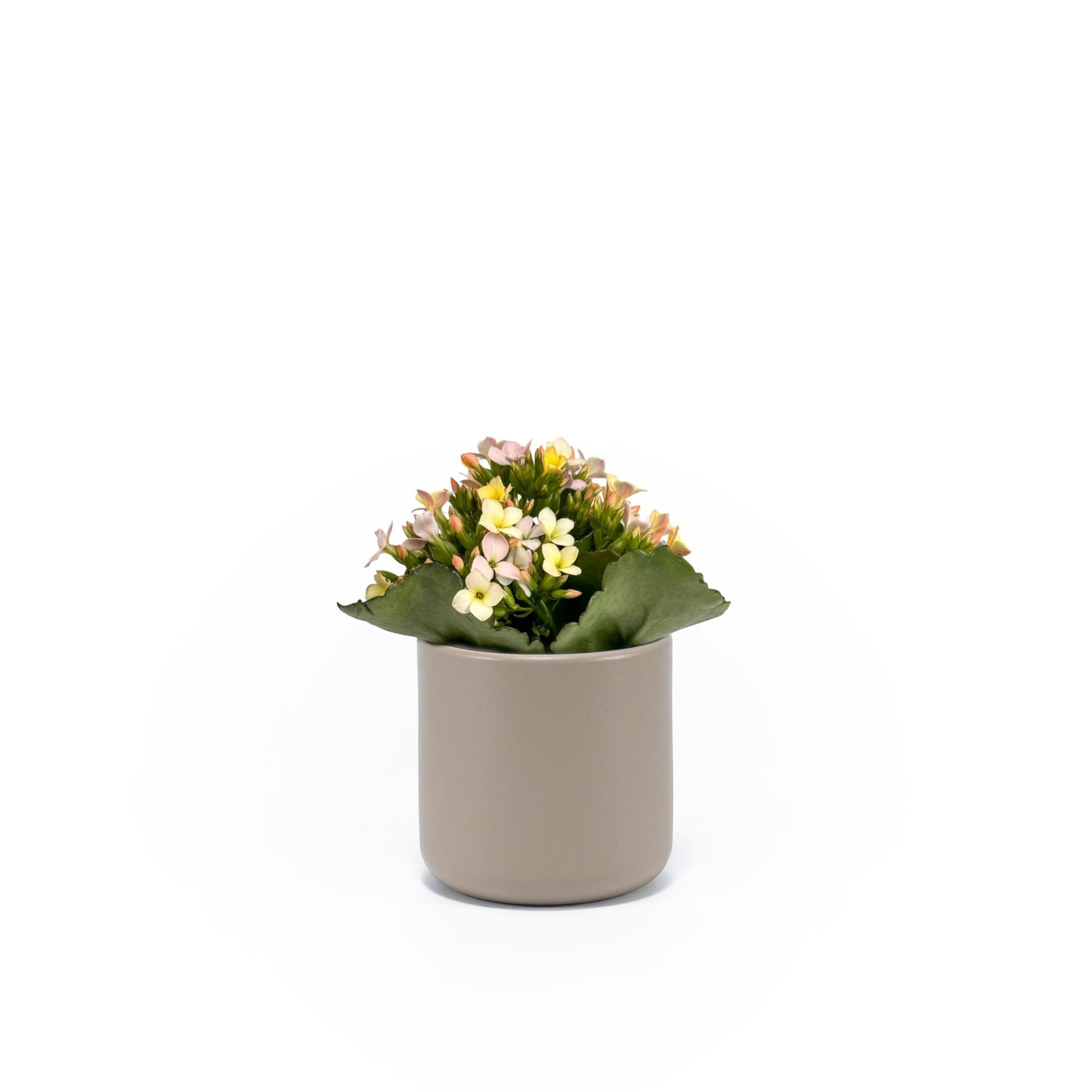 Kalanchoe 9cm Mixed Colours in Cambridge Ceramic - Flowering The Horti House