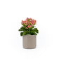 Kalanchoe 9cm Mixed Colours in Cambridge Ceramic - Flowering The Horti House