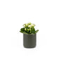 Kalanchoe 9cm Mixed Colours in Cambridge Ceramic - Flowering The Horti House