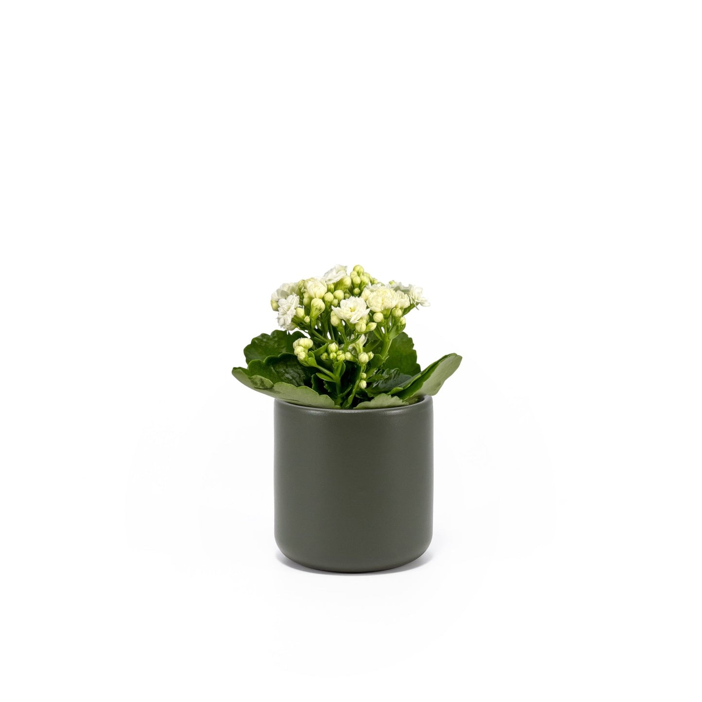 Kalanchoe 9cm Mixed Colours in Cambridge Ceramic - Flowering The Horti House