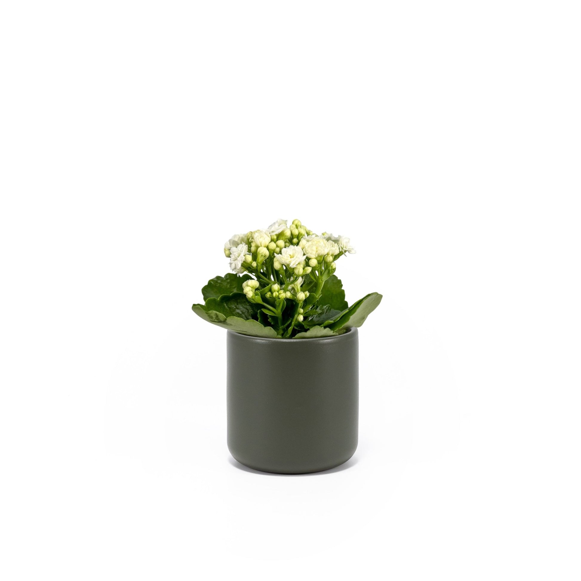 Kalanchoe 9cm Mixed Colours in Cambridge Ceramic - Flowering The Horti House