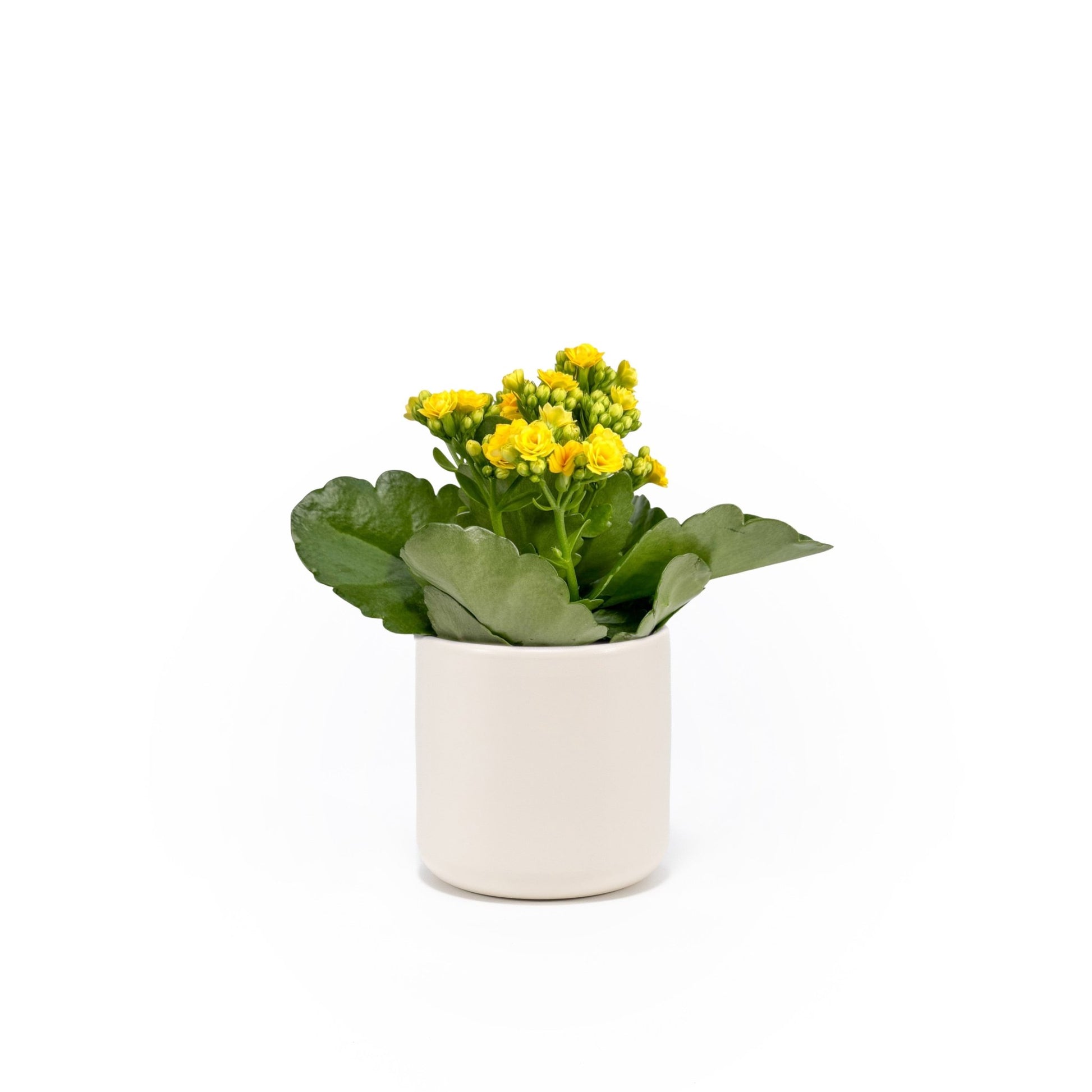 Kalanchoe 9cm Mixed Colours in Cambridge Ceramic - Flowering The Horti House