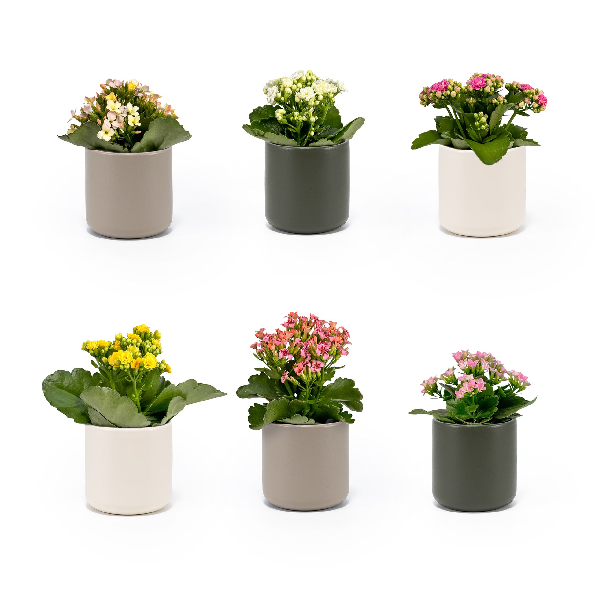 Kalanchoe 9cm Mixed Colours in Cambridge Ceramic - Flowering The Horti House