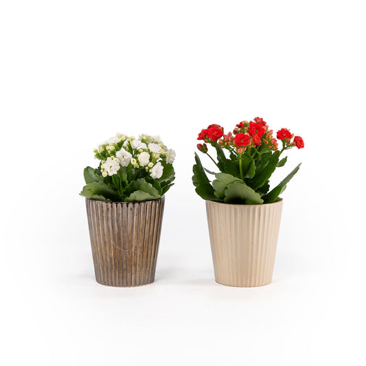 Kalanchoe 9cm in Christmas Ceramic - Flowering The Horti House