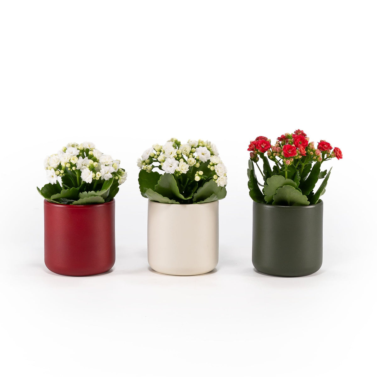 Kalanchoe 9cm in Festive Ceramic - Flowering The Horti House