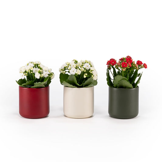 Kalanchoe 9cm in Festive Ceramic - Flowering The Horti House