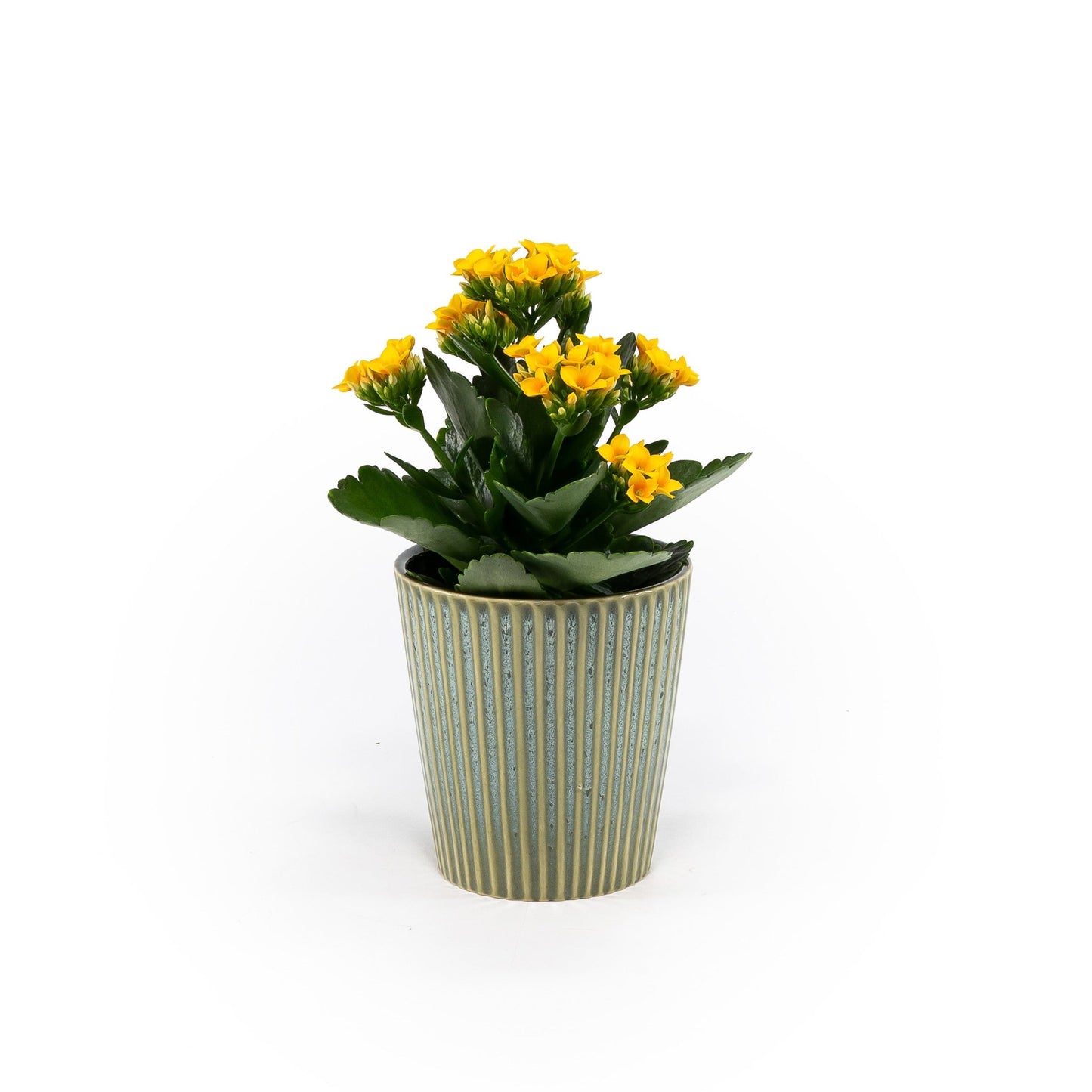 Kalanchoe 9cm in Hampshire Ceramic - Flowering The Horti House