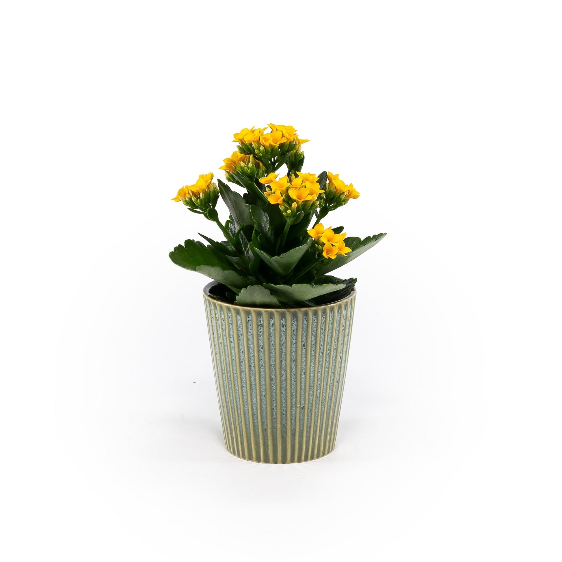Kalanchoe 9cm in Hampshire Ceramic - Flowering The Horti House