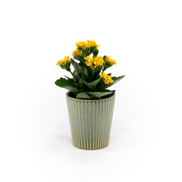 Kalanchoe 9cm in Hampshire Ceramic - Flowering The Horti House