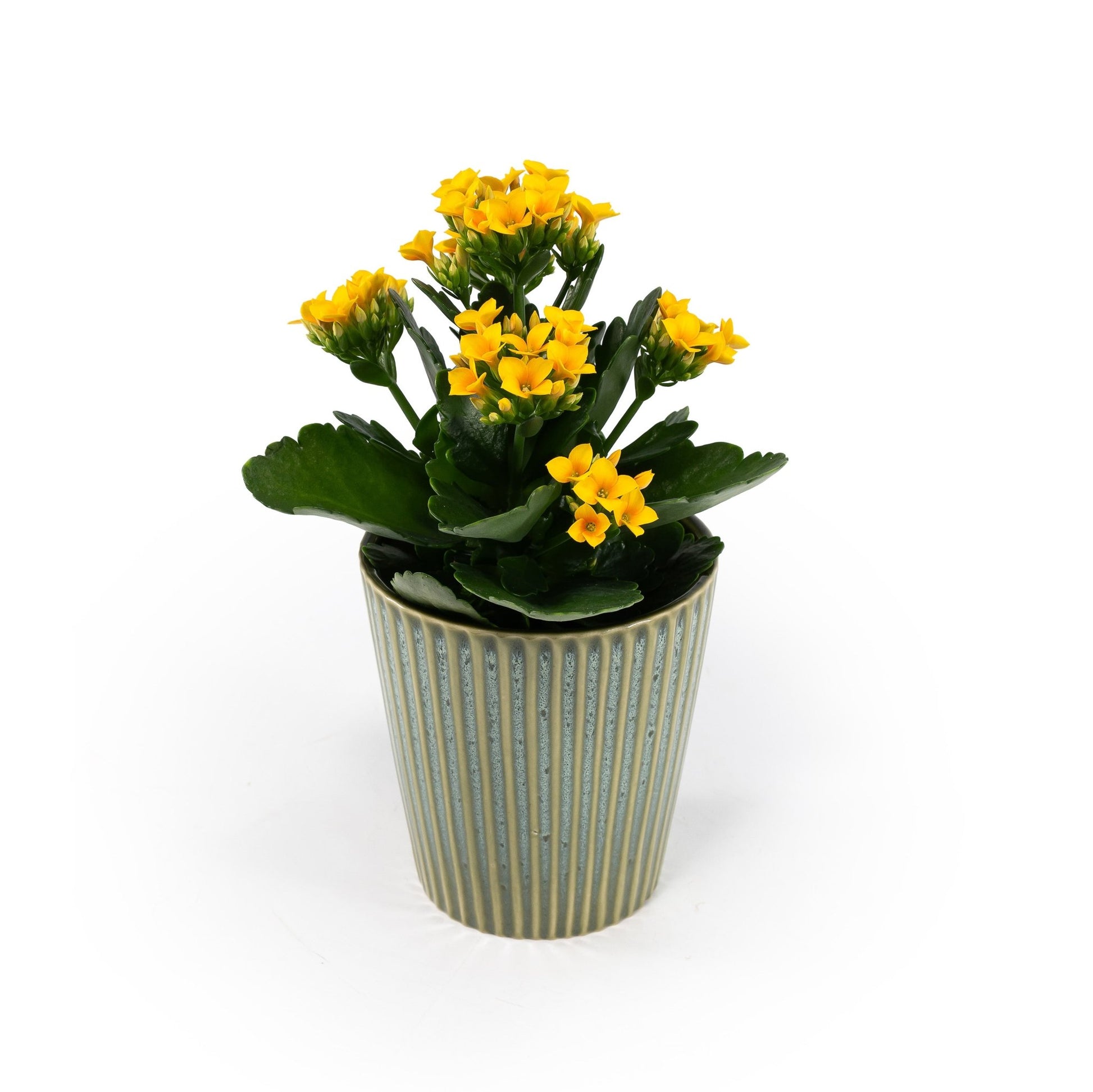 Kalanchoe 9cm in Hampshire Ceramic - Flowering The Horti House