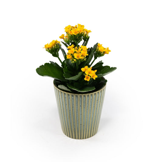 Kalanchoe 9cm in Hampshire Ceramic - Flowering The Horti House