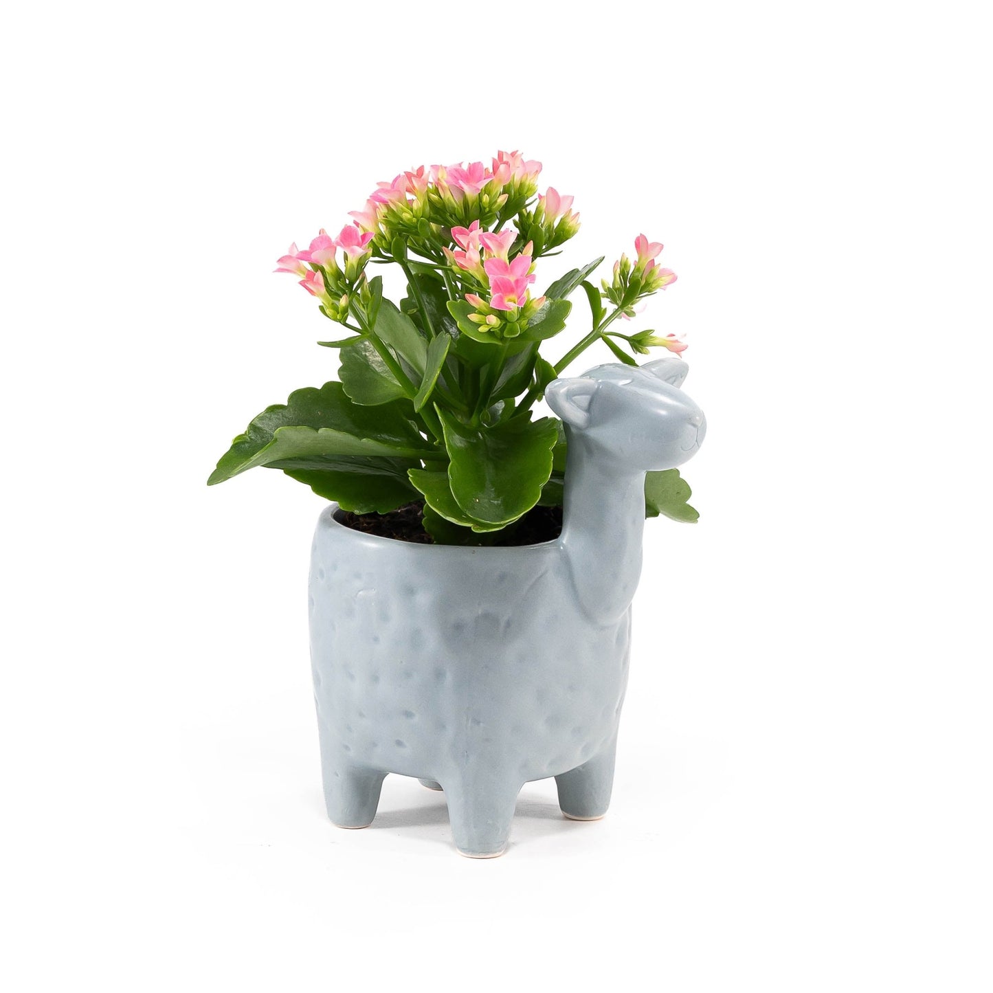 Kalanchoe 9cm in Larma ceramic - Flowering The Horti House