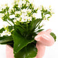 Kalanchoe 9cm in Larma ceramic - Flowering The Horti House