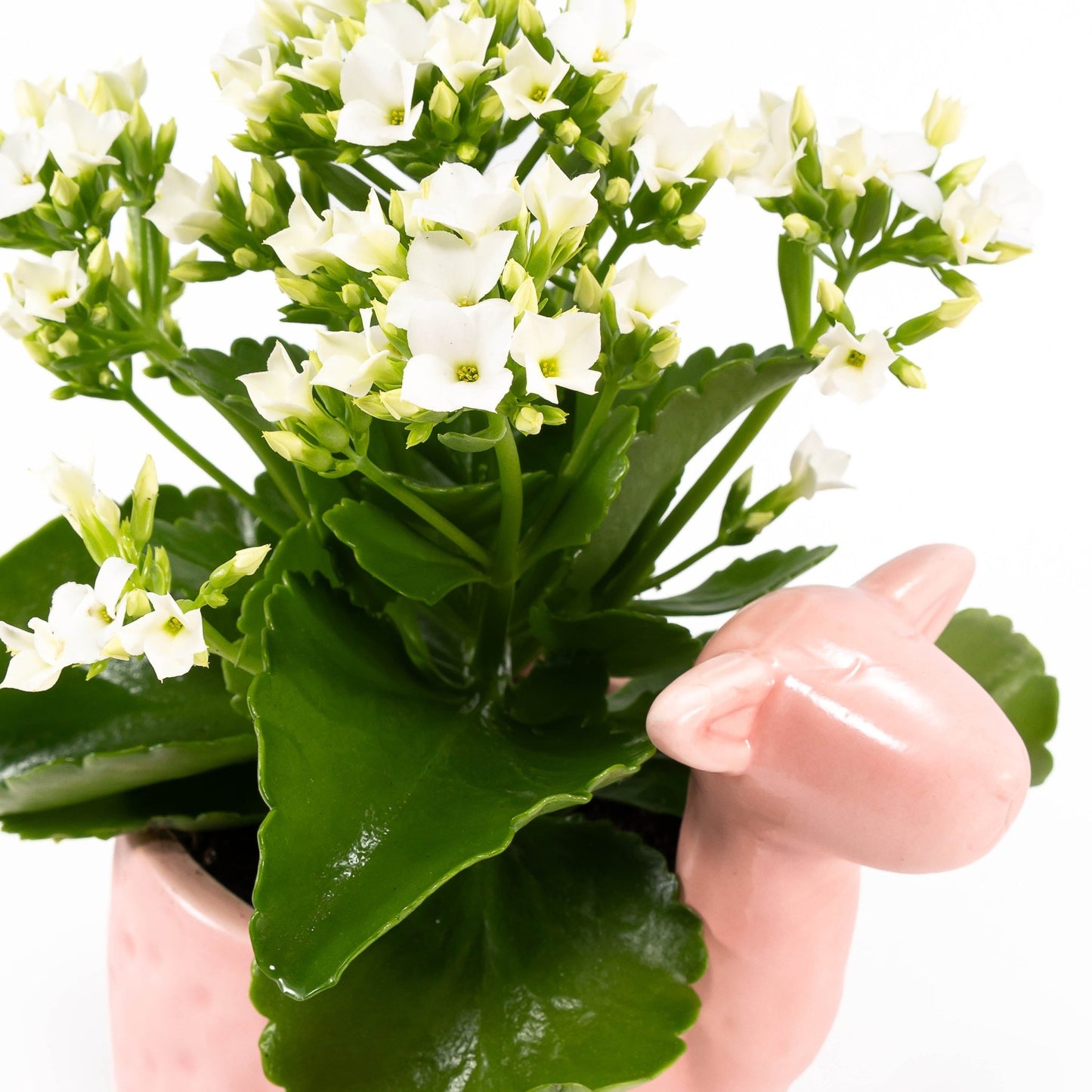 Kalanchoe 9cm in Larma ceramic - Flowering The Horti House