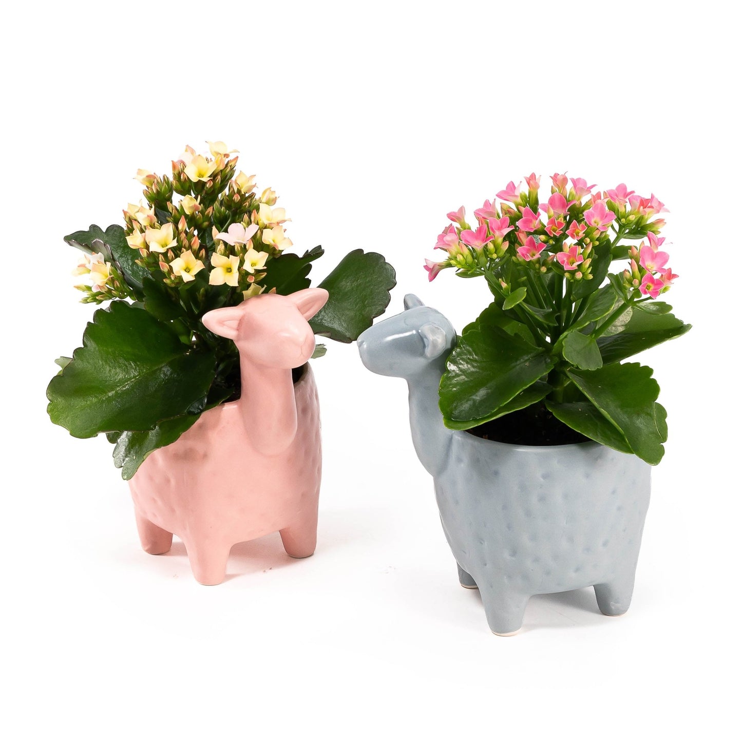 Kalanchoe 9cm in Larma ceramic - Flowering The Horti House