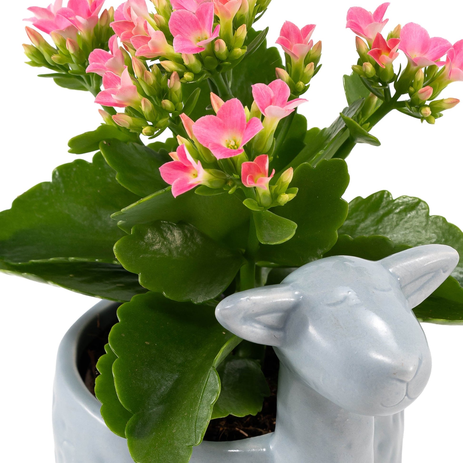 Kalanchoe 9cm in Larma ceramic - Flowering The Horti House