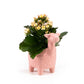 Kalanchoe 9cm in Larma ceramic - Flowering The Horti House