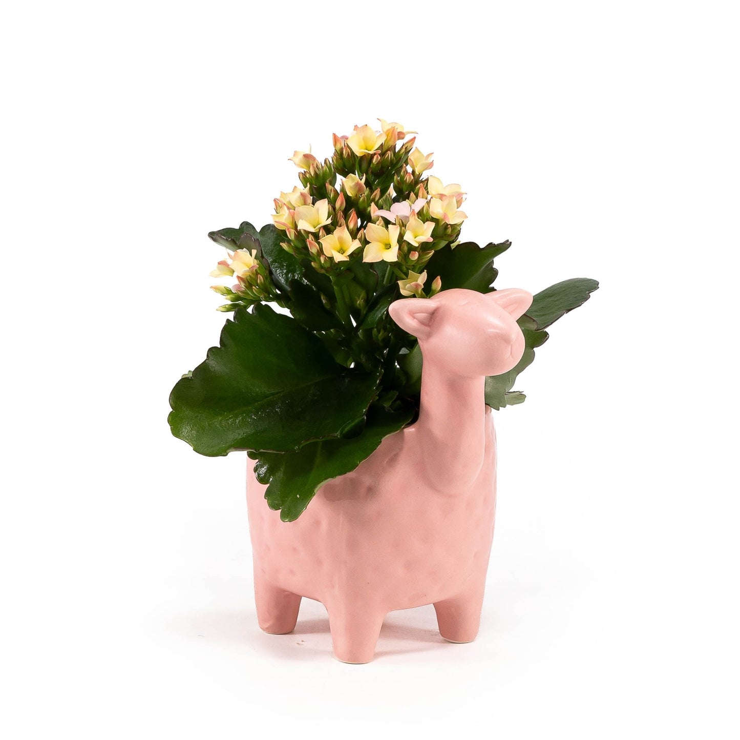 Kalanchoe 9cm in Larma ceramic - Flowering The Horti House
