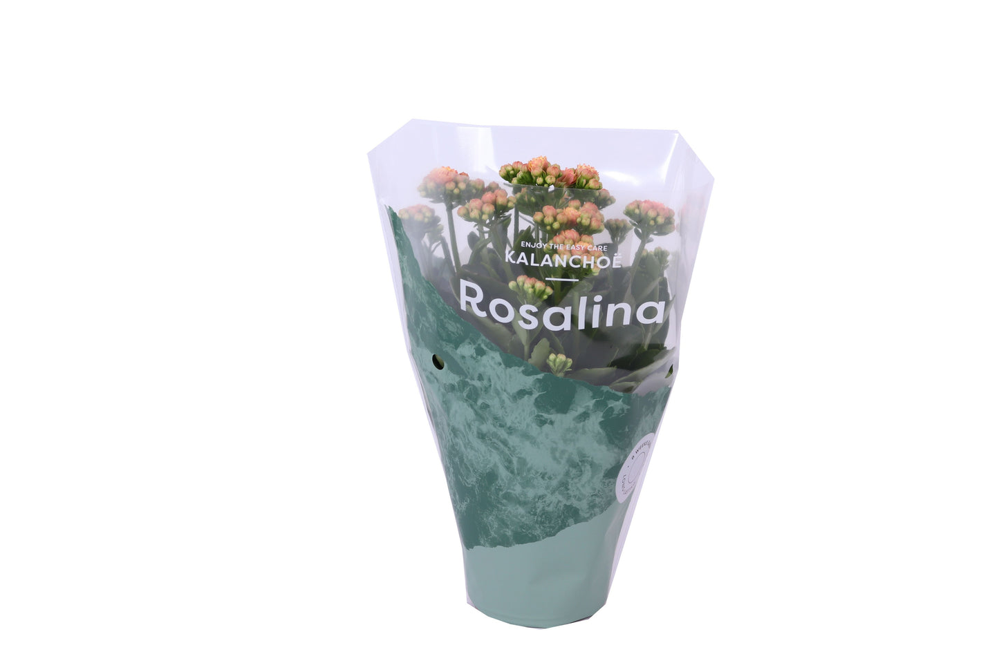 Kalanchoe Rosalina 12cm bi colour