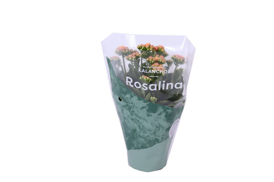Kalanchoe Rosalina 12cm bi colour - Flowering The Horti House