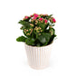 Kalanchoe 12cm in Hampshire Ceramic - Flowering The Horti House