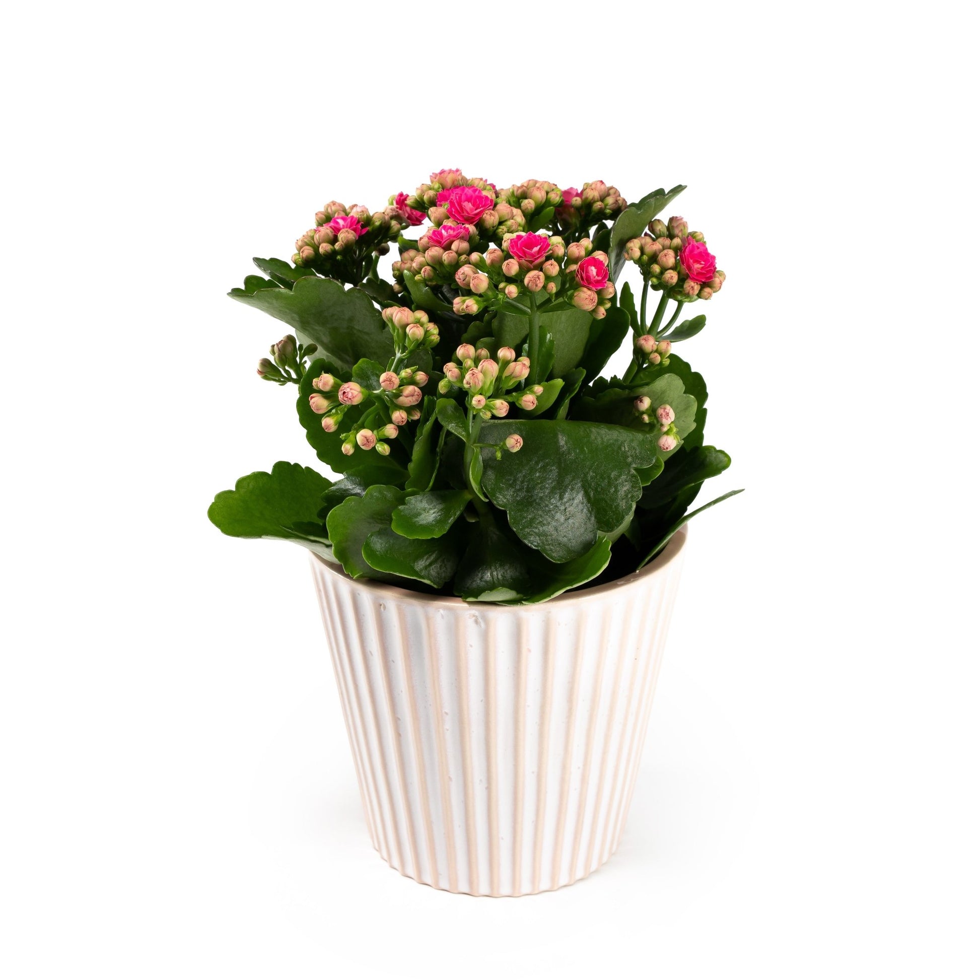 Kalanchoe 12cm in Hampshire Ceramic - Flowering The Horti House