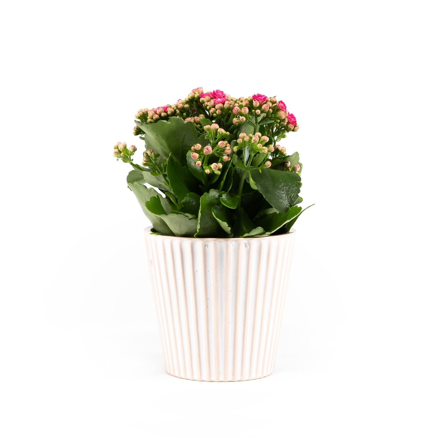 Kalanchoe 12cm in Hampshire Ceramic - Flowering The Horti House